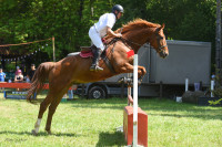 Vente de cheval : ILTON DES LOUMANS